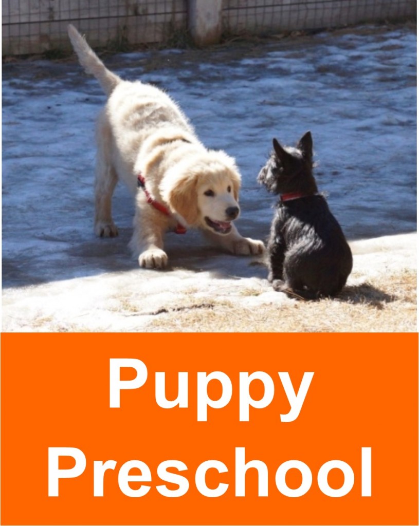puppy kindergarten puppy kindergarten