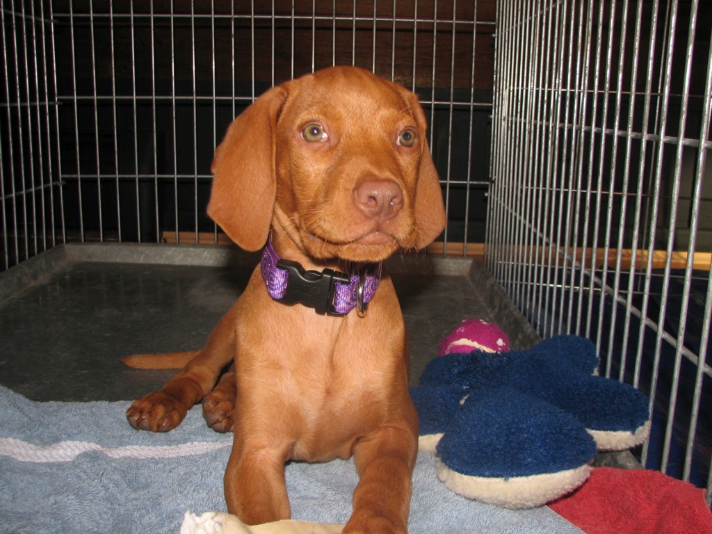 my dog loves his crate