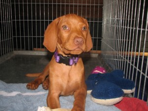 Crate training