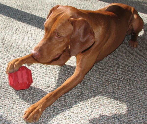 the cautious canine patricia mcconnell