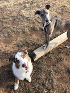 Testing off-leash readiness with your dog