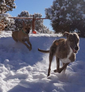 The benefits of play for dogs