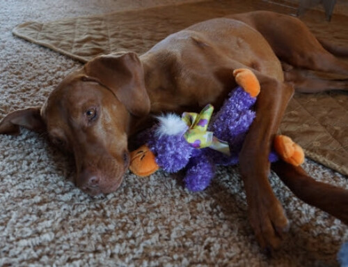 Stop your dog from eating rocks, socks and other non-food items