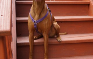 Does your dog have trouble with stairs?