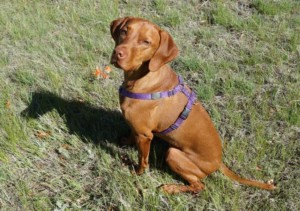 Reduce anxiety by teaching your dog to focus on you