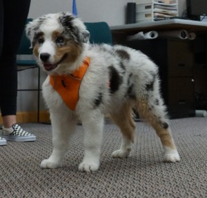 nipping puppies and mouthy adolescent dogs