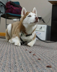 consequences dog misbehaves