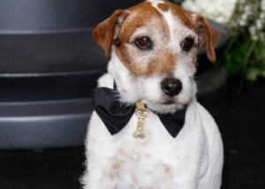 dogs academy awards