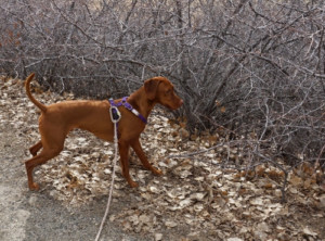 dog arousal high