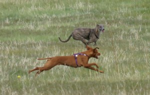 off leash reliability