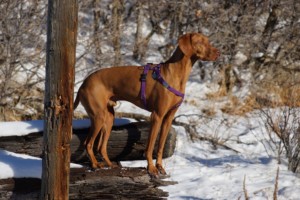 trick dog