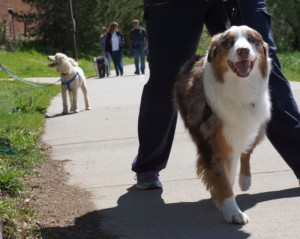 is your dog a model citizen