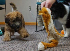 puppy training