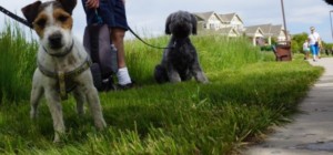 lost dog