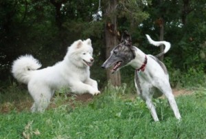 dog training timing