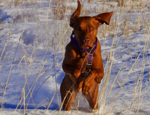Do dogs really develop a “taste for blood”?