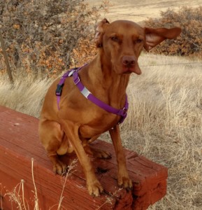 Does the weather affect your dog-walking?