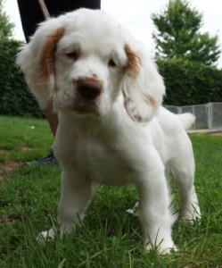 puppies grooming handling