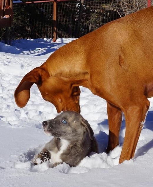 prepping for a puppy