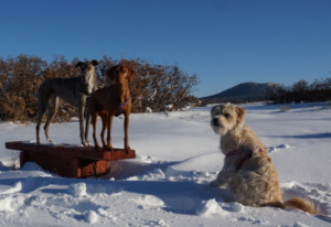 dog trick