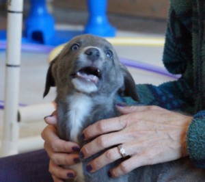 puppies people experiences