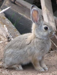 bunny