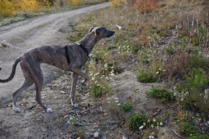 2014_09_26_SnowMtnRanch_Zuzu_918_1
