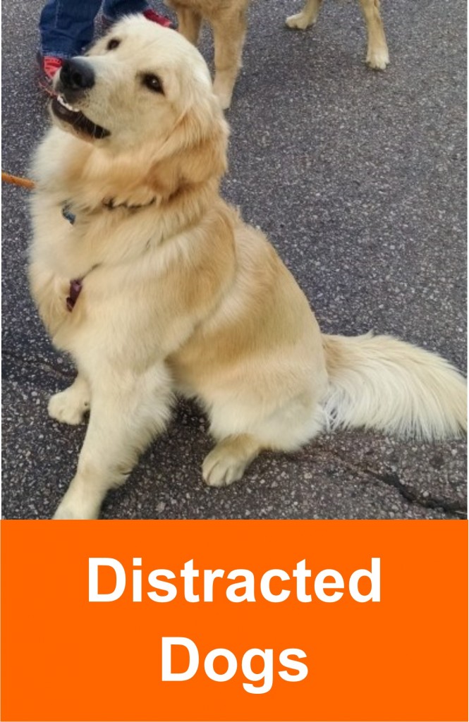 distracted_dogs