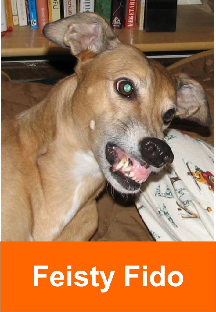 feisty_fido