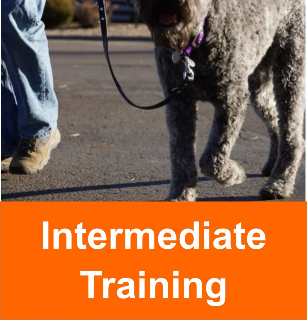 Dog Training Classes