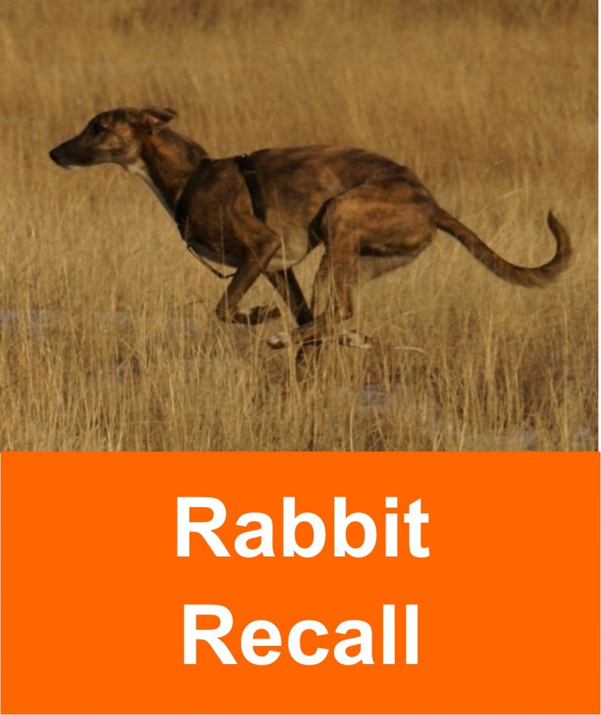 rabbit_recall