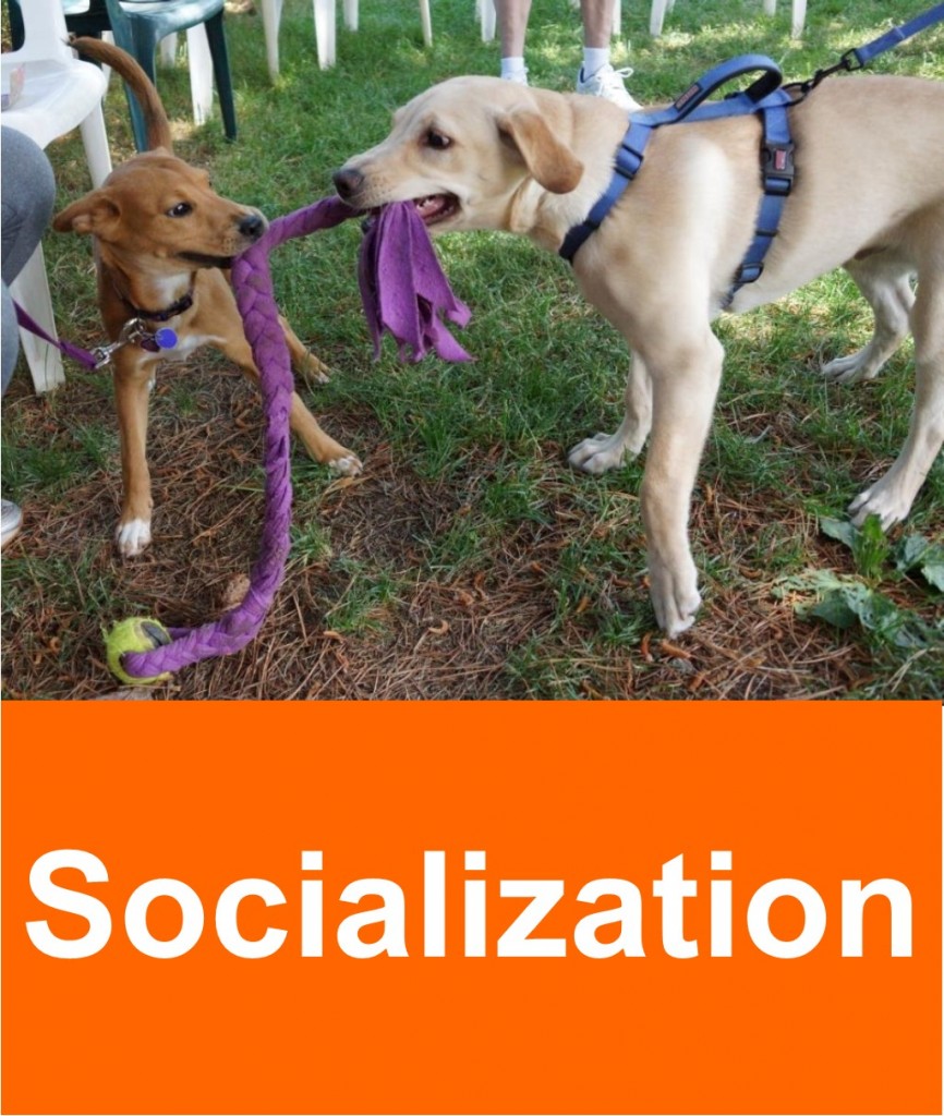 socialization