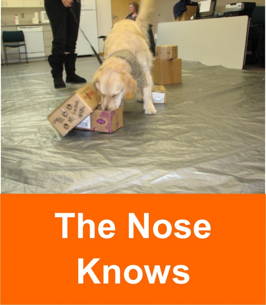 the_nose_knows_2