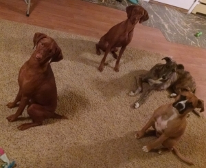 dog sit