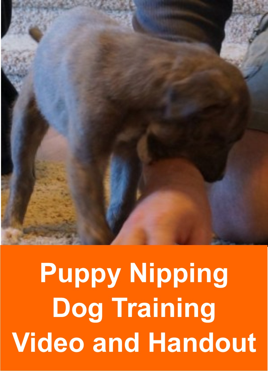 Puppy Nipping Dog Training Handout and Video Resource - The Light Of Dog