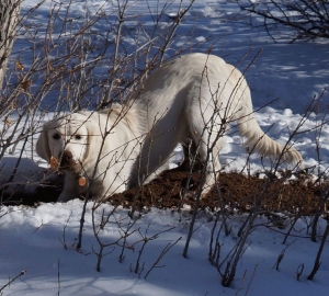 2013_12_29_Zuzu_340_Bolo_Golden_Digging_cropped
