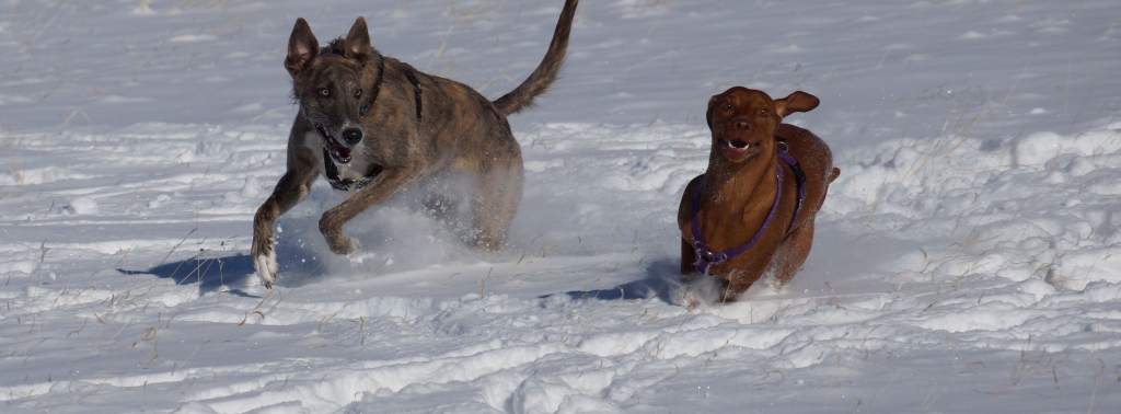 2015_02_23_Home_Snow_Dogs_DSC02192_cropped_low_3