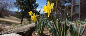 2015_03_27_Daffodils_DSC04236_homepage_3