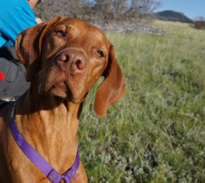 Romeo, just a couple weeks shy of his 6th birthday, and well past being an adolescent dog