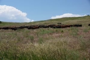 benefits of grass fed