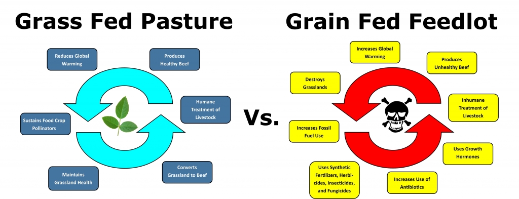 benefits of grass fed