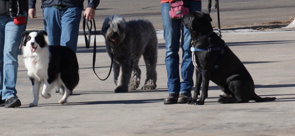 dog aggressive or reactive