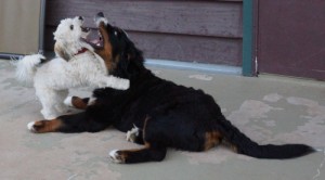 dog mouthing biting nipping