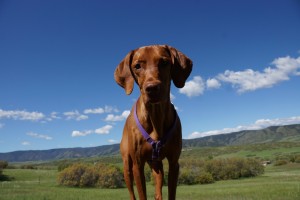 Lifelong stages of training