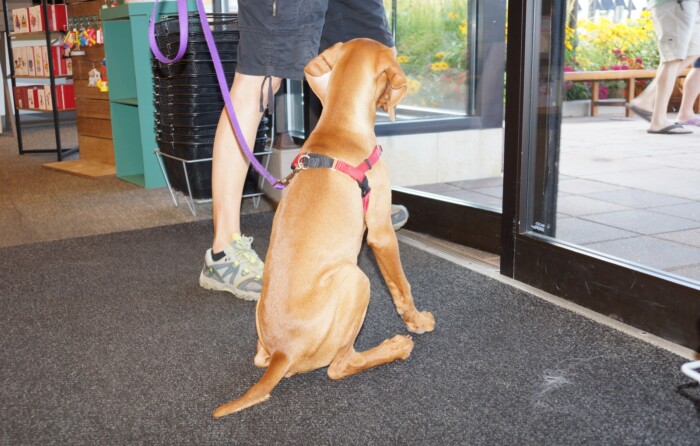 Therapy Dog Class