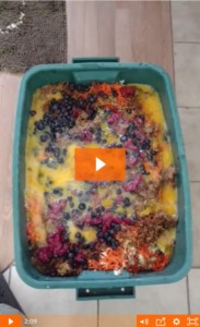 raw dog food