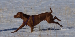dog mental stimulation ideas