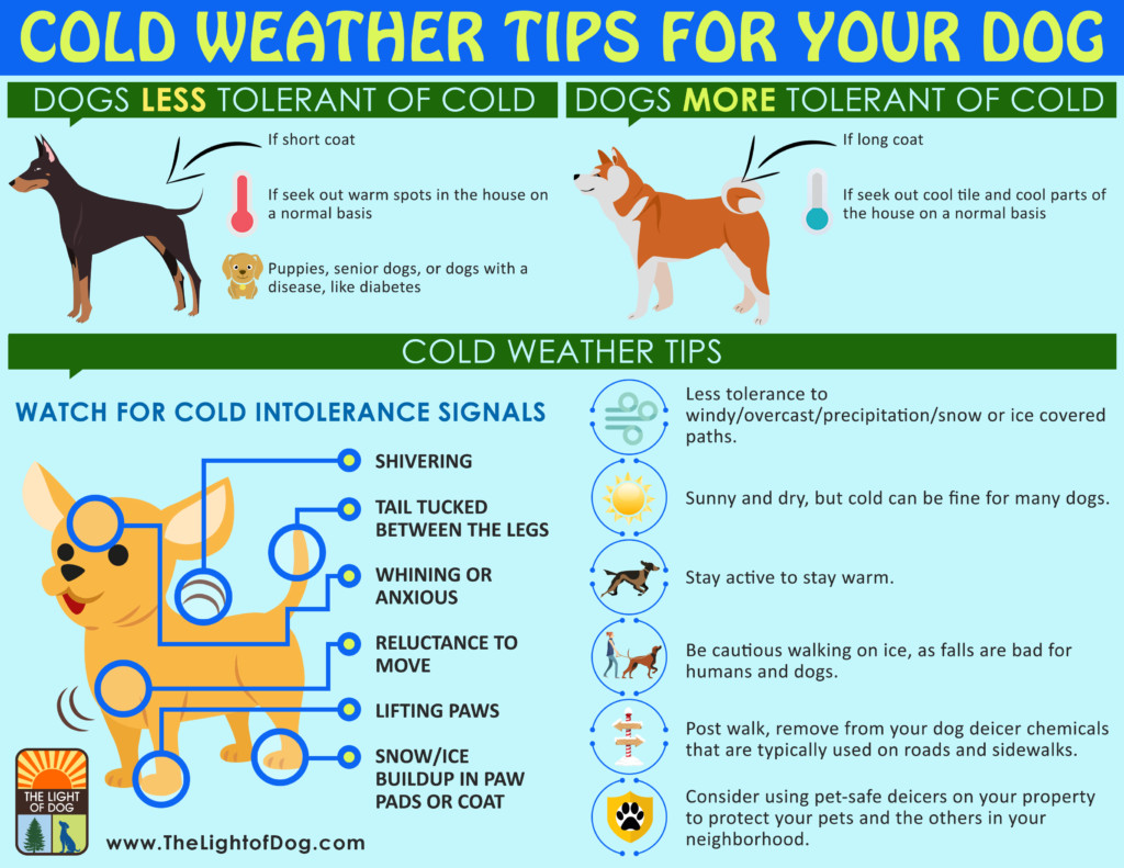 how long to walk dog in cold weather