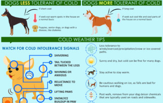 Cold weather tips for your dog