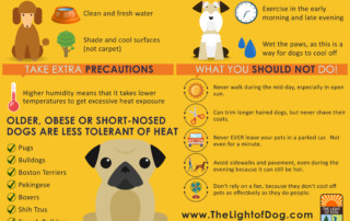 hot weather tips for your dog